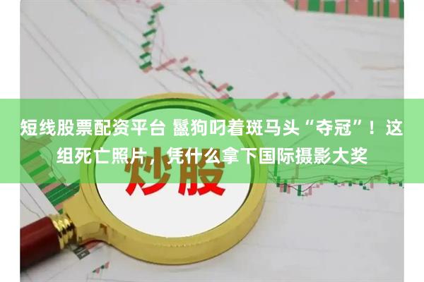 短线股票配资平台 鬣狗叼着斑马头“夺冠”！这组死亡照片，凭什么拿下国际摄影大奖